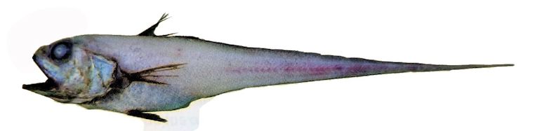 Bathygadus melanobranchus_00211